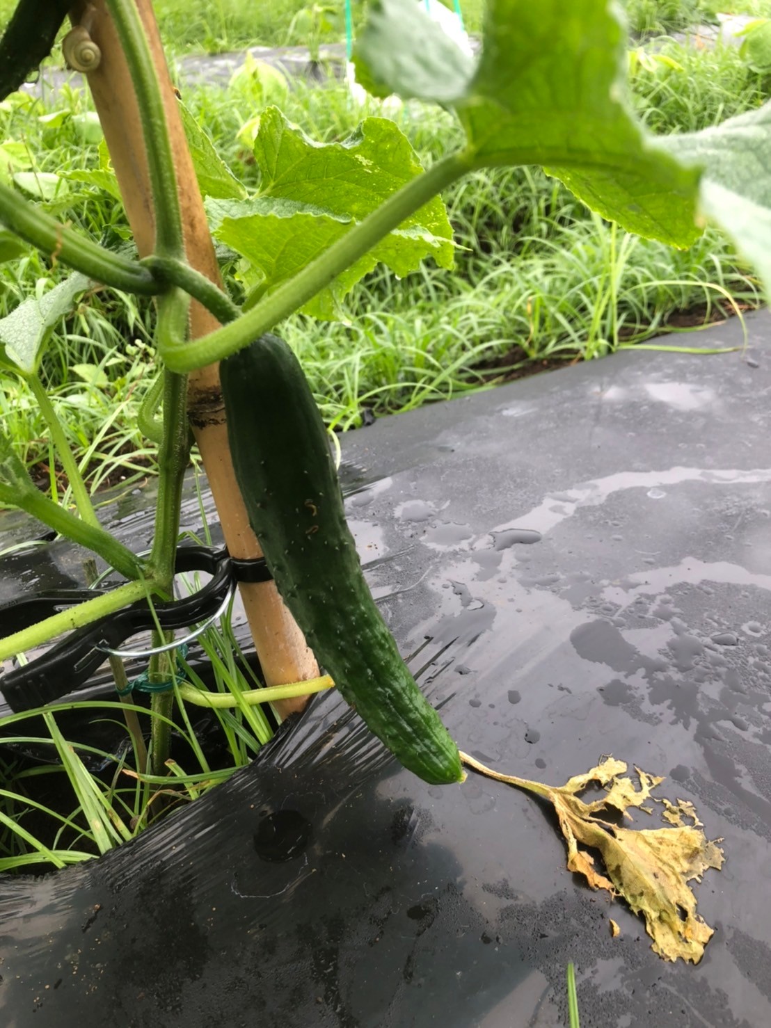 バリトマトの種(自然栽培・固定種) トマトの種の通販～農薬なし